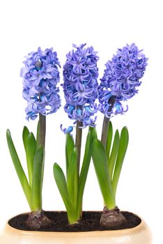 Blue flowers hyacinthes with green leaves in the flowerpot isolated on white