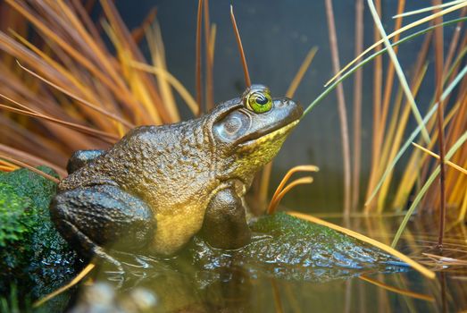 Brown- green frog in the grass. Swamp toad