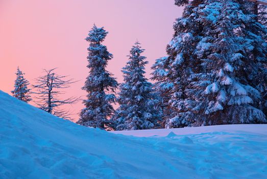 Sunset in the winter forest. Fir trees covered with snow. Vancouver, Seymour mountain