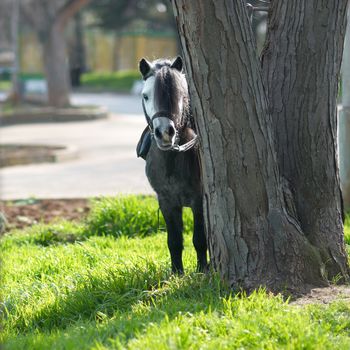 Little horse pony look out from the tree
