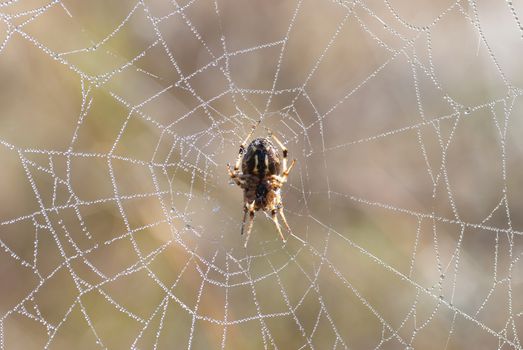 Spider web with shiny drops of water