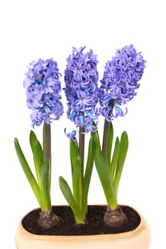 Blue flowers hyacinthes with green leaves in the flowerpot isolated on white