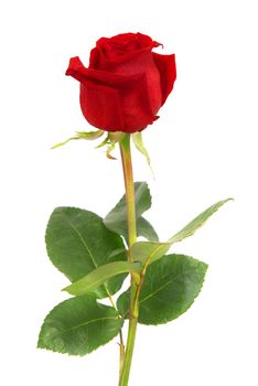 Beautiful red rose isolated on white background