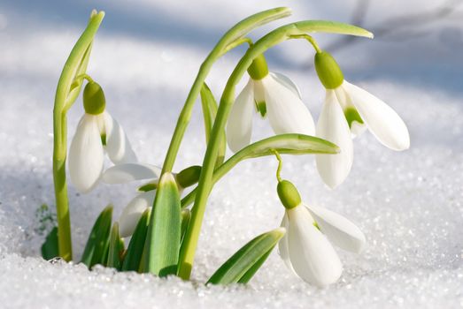 Spring snowdrop flowers with snow in the forest