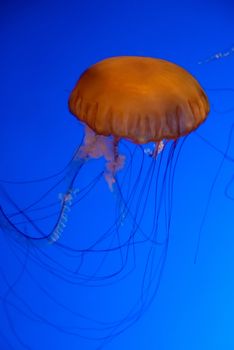 Orange jellyfish in an aquarium with blue water background