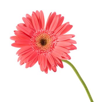 Red flower gerbera with water drops isolated on white background