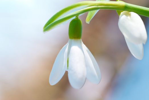 Spring snowdrop flowers with snow in the forest