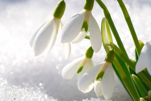 Spring snowdrop flowers with snow in the forest