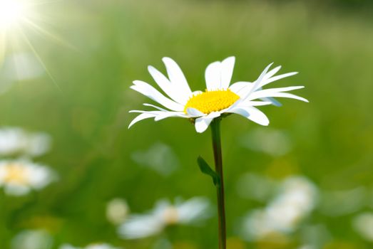 Chamomile on the field with green grass