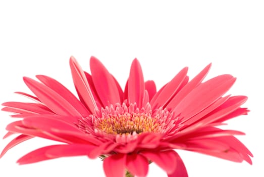 Red flower gerbera isolated on white background