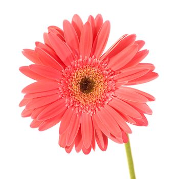 Red flower gerbera isolated on white background