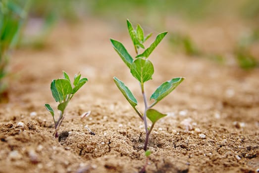 Little green plant growing in the desert.