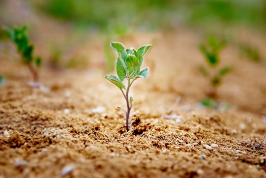 Little green plant growing in the desert. Environmental concept.