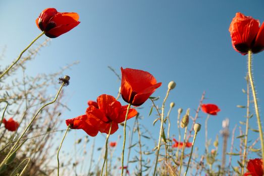 Beautiful red poppies on the blue sky background