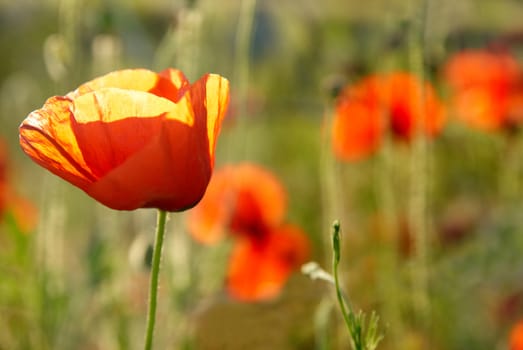 Field of poppies- red flowers with green grass