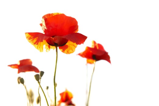 Beautiful red poppies isolated on white background