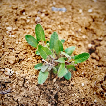 Little green plant growing in the desert.