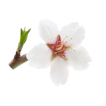 Branch with almond white flowers isolated on white background