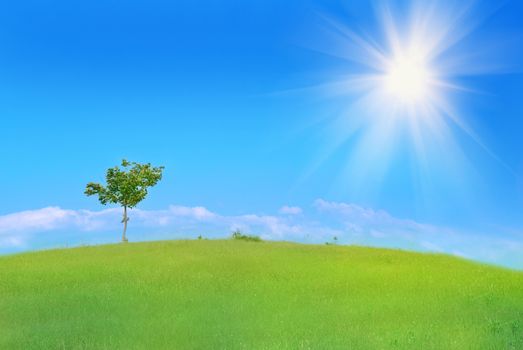 Lonely tree in the field with green grass, blue sky and clouds