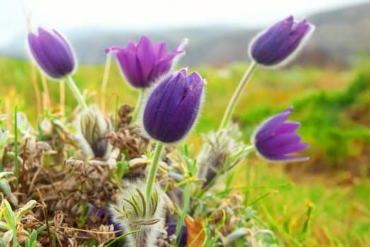 Pasqueflowers (Pulsatilla patens) on the field with grass