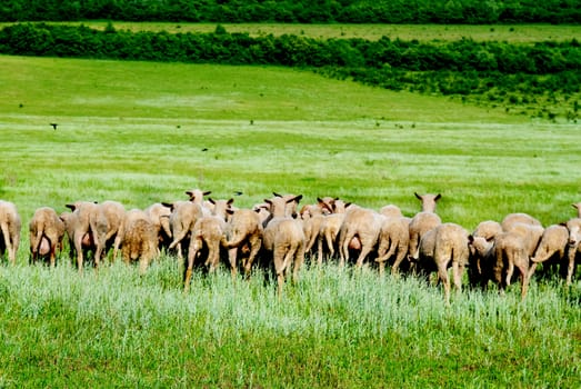 Herd of sheep on the green field.