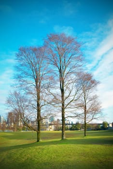 Three trees in autumn park with green grass on the background.
