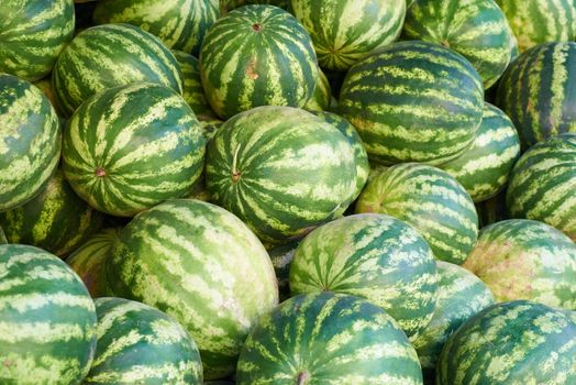 Pattern of many green watermelons. Agricultural background
