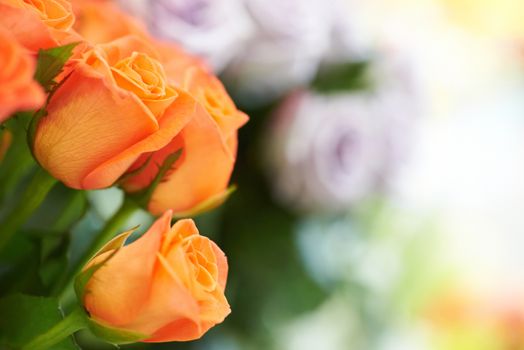 Bunch of red and orange beautiful roses