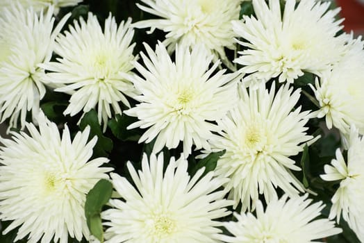 Bunch of beautiful white chrysanthemums. Flower background