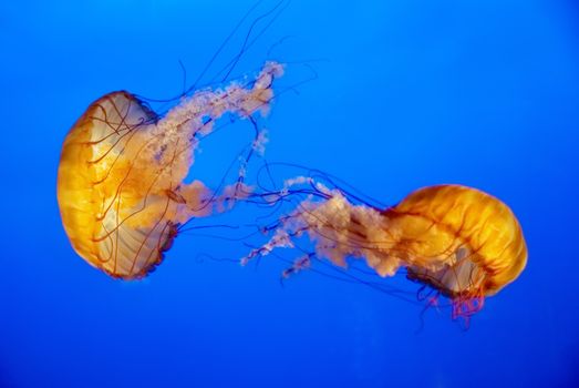 Two orange jellyfish in an aquarium with blue water background