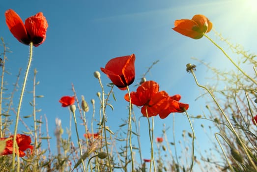 Beautiful red poppies on the blue sunny sky background