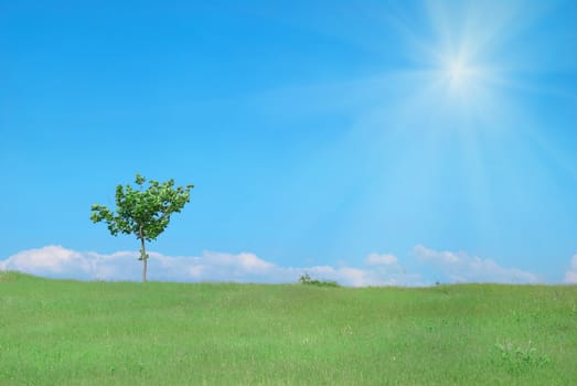 Lonely tree in the field with green grass, sun, blue sky and clouds