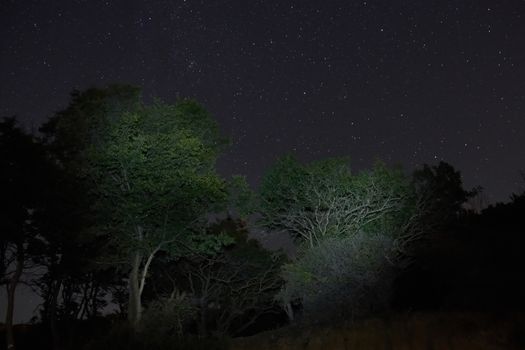 Forest and stars in the night sky