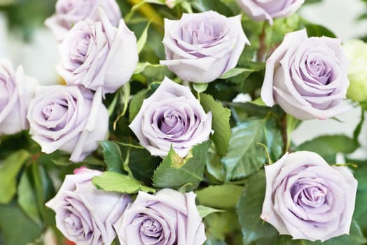 Bunch of violet and purple beautiful roses