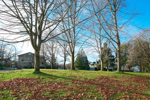 Autumn park with yellow leaves and trees on the background.