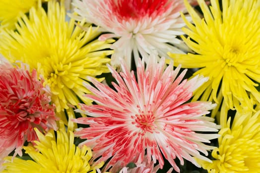 Beautiful yellow and red chrysanthemums. Flower background