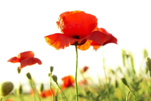 Beautiful red poppies isolated on white background