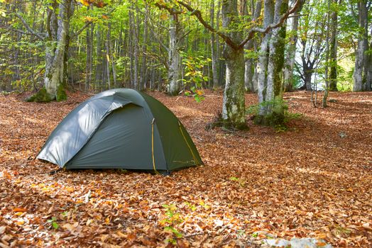 Green tent in the yellow autumn forest