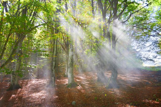 Mist in the autumn forest. Trees with green and yellow leaves