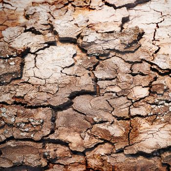 Wooden texture of oak tree can be used for background