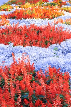 Field of multicolored flowers in the park.