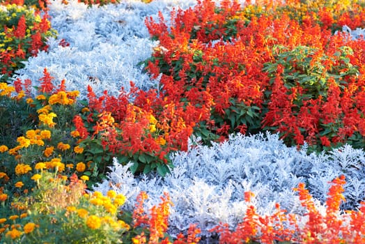 Field of multicolored flowers in the park.