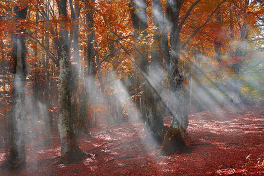 Mist in the autumn forest. Trees with red and yellow leaves