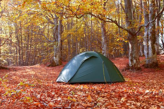 Green tent in the yellow autumn forest