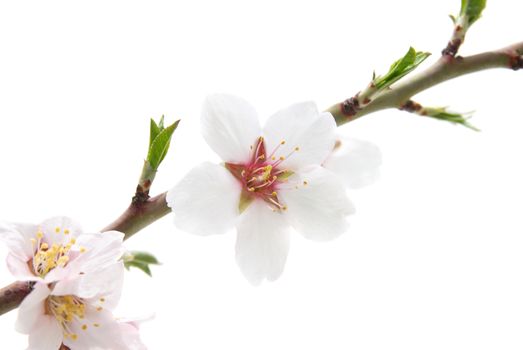 Branch with almond white flowers isolated on white background