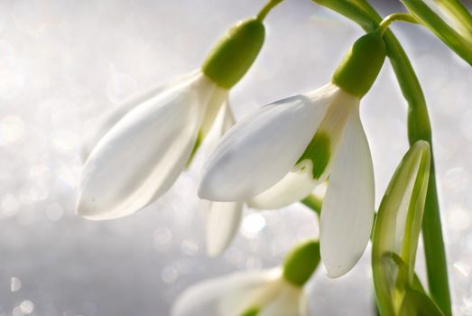 Spring snowdrop flowers with snow in the forest