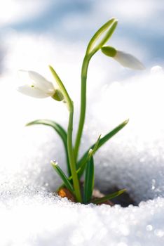 Spring snowdrop flowers with snow in the forest