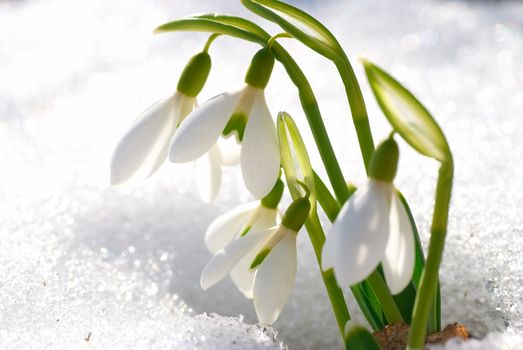 Spring snowdrop flowers with snow in the forest