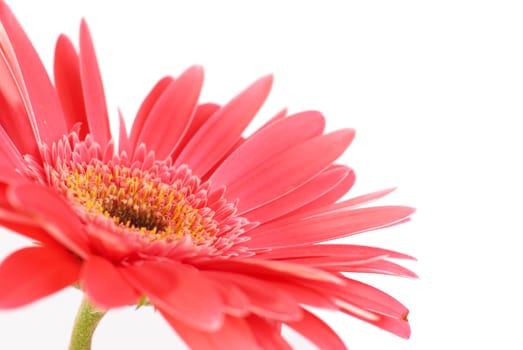 Red flower gerbera isolated on white background