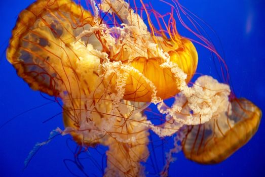 Orange jellyfish in an aquarium with blue water background